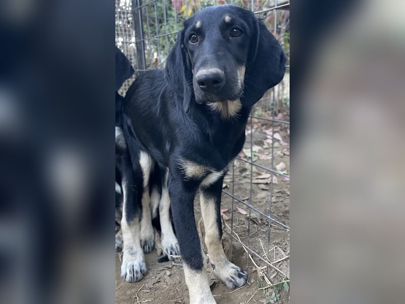 Blueberry, geb. ca. 06/2023, lebt in GRIECHENLAND, auf einer privaten Pflegestelle