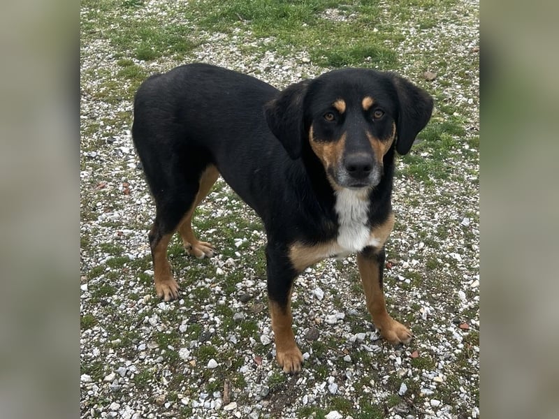 Orelle, geb. ca. 05/2024, lebt in GRIECHENLAND, auf einem Gelände, auf dem die Hunde notdürftig vers