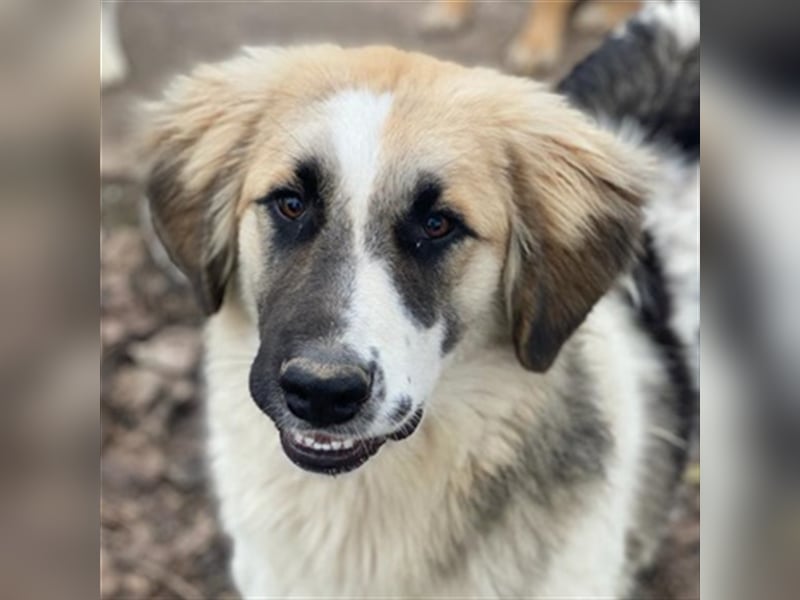 Otys, geb. ca. 03/2022, lebt in GRIECHENLAND, im städt. Tierheim Serres