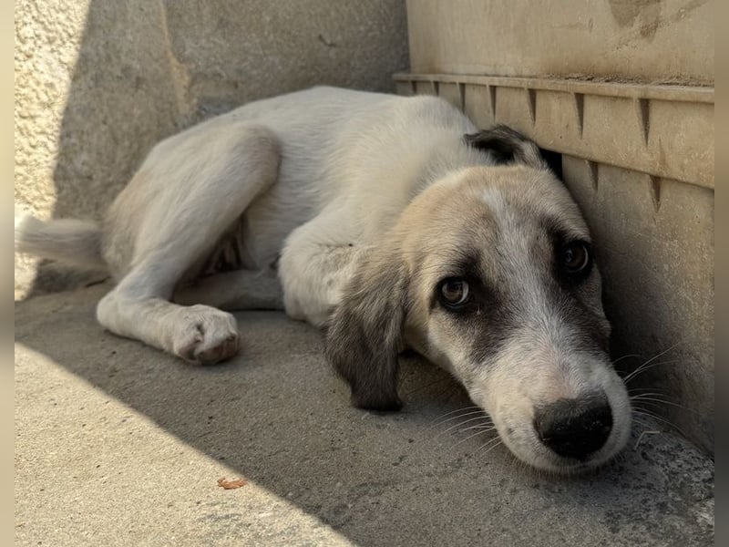 Maliya, geb. ca. 04/2025, lebt in GRIECHENLAND, auf einer privaten Pflegestelle