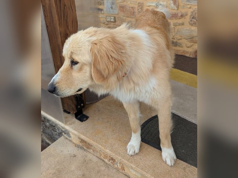 Luma, geb. ca. 12/2023, lebt in GRIECHENLAND, auf einer privaten Pflegestelle