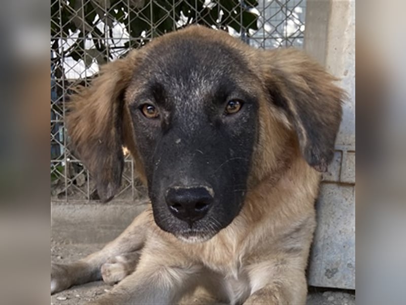 Lacasito, geb. ca. 01/2022, lebt in GRIECHENLAND, im städt. Tierheim Serres