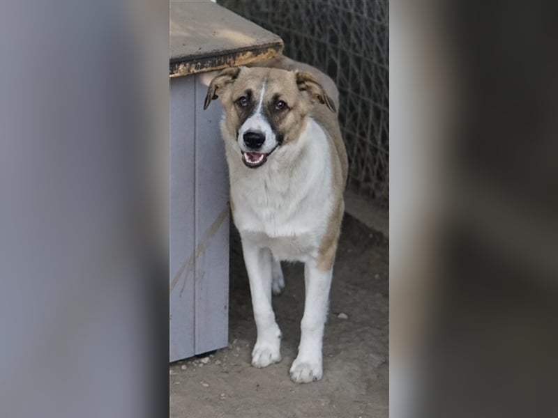 Jeanie, geb. ca. 05/2023, lebt in GRIECHENLAND, im städt. Tierheim Serres
