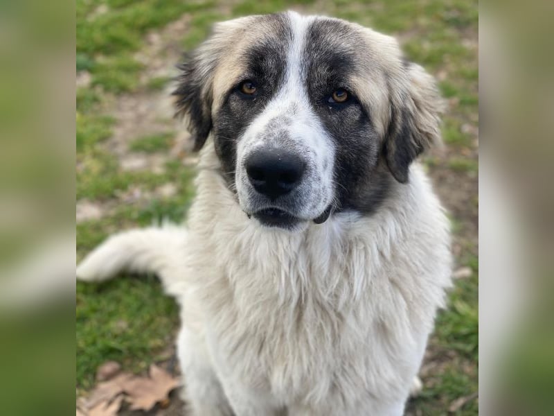 Chef, geb. ca. 07/2025, lebt in GRIECHENLAND, im städt. Tierheim Serres
