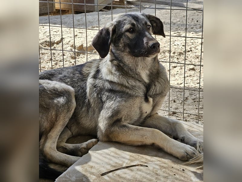 Nina Chuba, geb. ca. 02/2024, lebt in GRIECHENLAND, im städt. Tierheim Serres