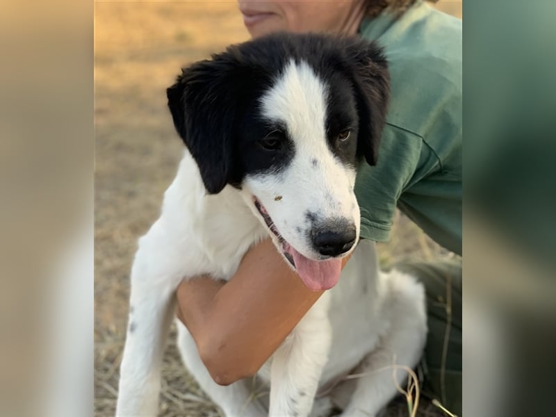 Umia, geb. ca. 05/2022, lebt in GRIECHENLAND, auf einer privaten Pflegestelle