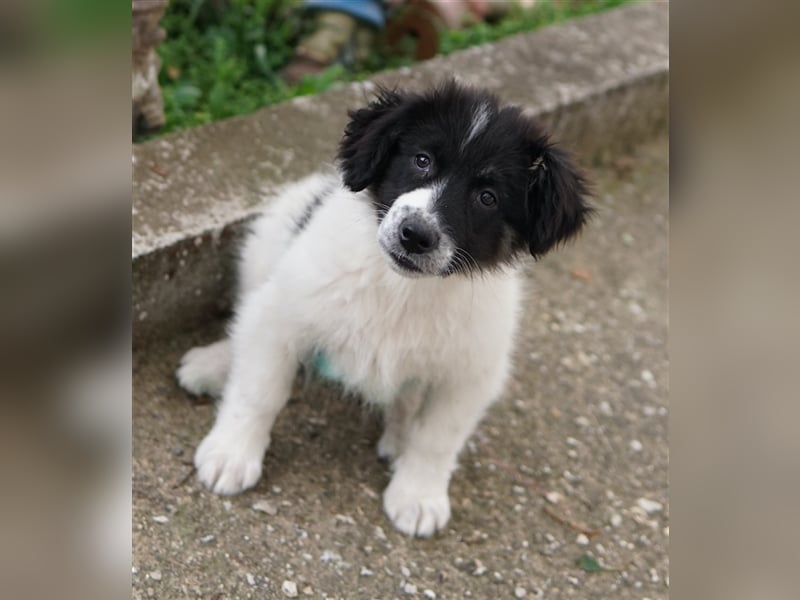 Lady, geb. ca. 12/2023, lebt in GRIECHENLAND, auf einem Gelände, auf dem die Hunde notdürftig versor