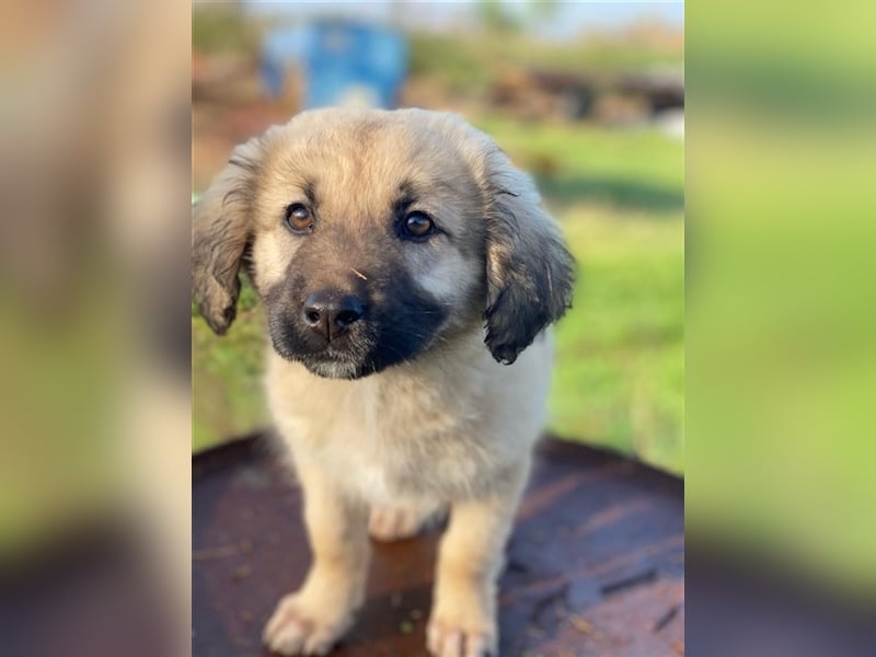 Hermine Granger, geb. ca. 12/2023, lebt in GRIECHENLAND, im städt. Tierheim Serres