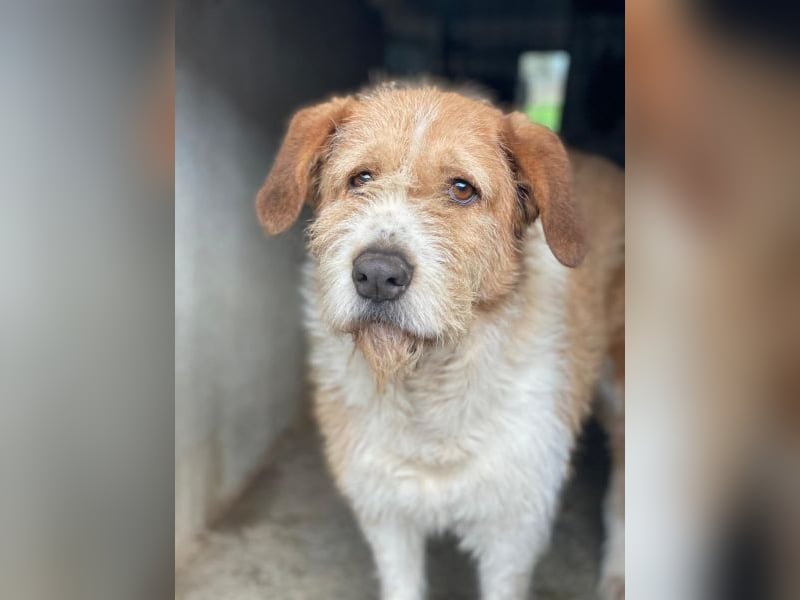 Yvaine, geb. ca. 05/2024, lebt in GRIECHENLAND, im städt. Tierheim Serres