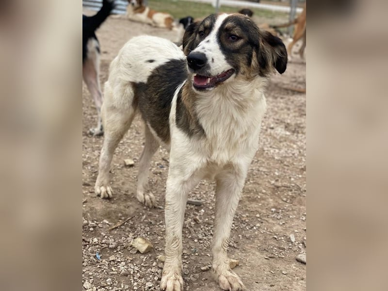 Resi, geb. ca. 10/2024, lebt in GRIECHENLAND, auf einer privaten Pflegestelle