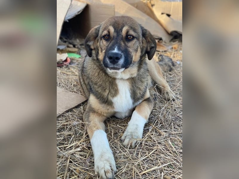 Hami, geb. ca. 09/2024, lebt in GRIECHENLAND, im städt. Tierheim Serres