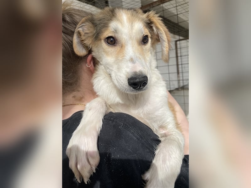 Fichte, geb. ca. 07/2023, lebt in GRIECHENLAND, im städt. Tierheim Serres