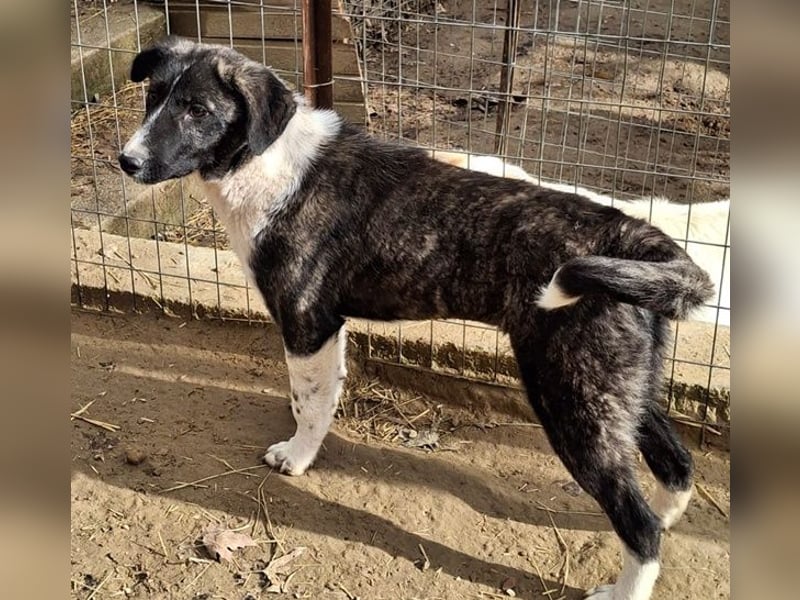 Tsuki, geb. ca. 04/2025, lebt in GRIECHENLAND, auf einer privaten Pflegestelle