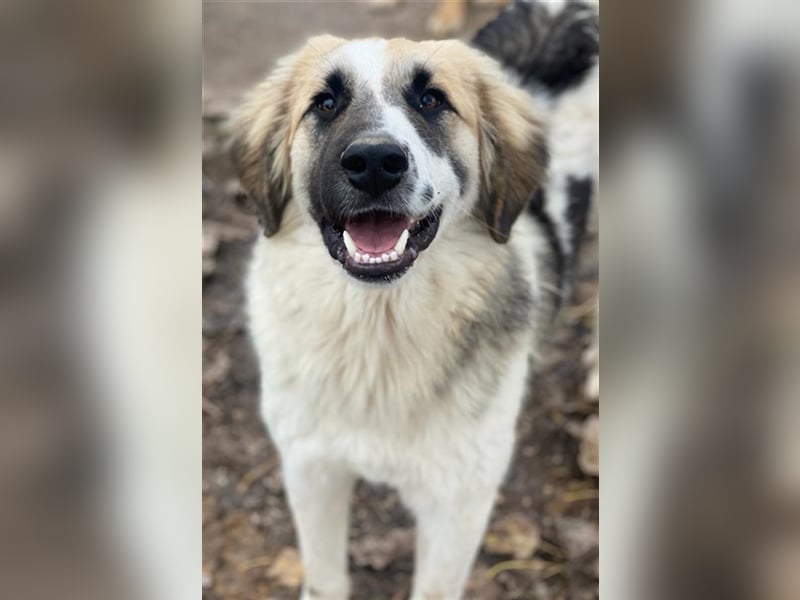 Otys, geb. ca. 03/2022, lebt in GRIECHENLAND, im städt. Tierheim Serres