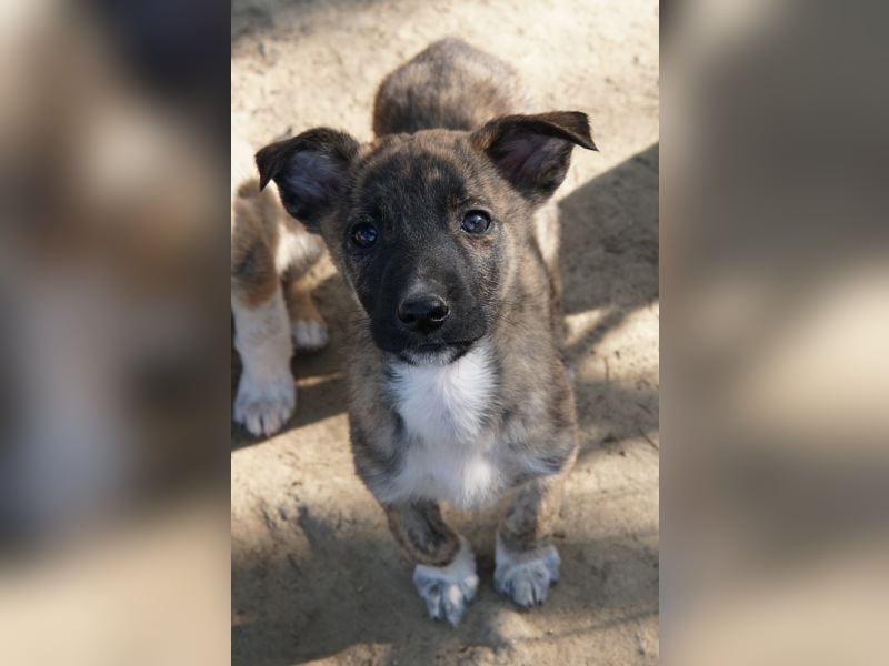 Candara, geb. ca. 12/25, lebt in GRIECHENLAND, auf einer privaten Pflegestelle