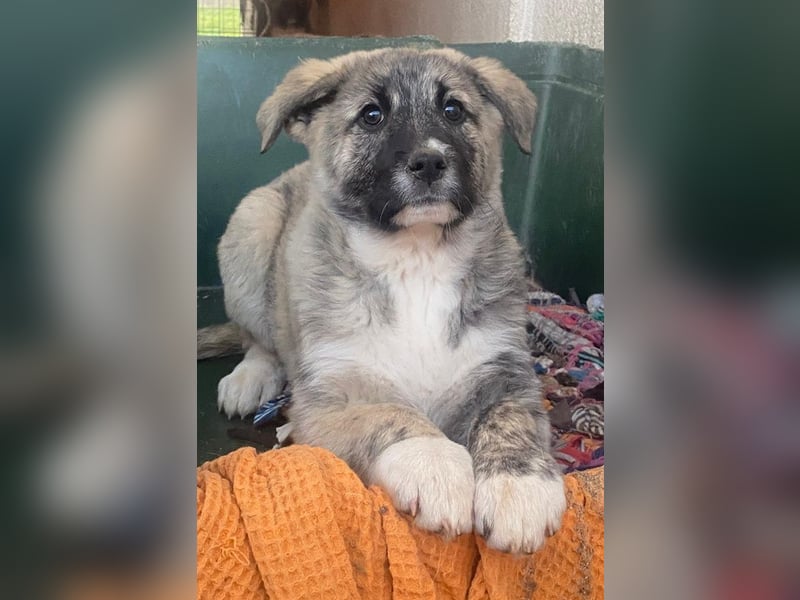 Soya, geb. ca.10/2025, lebt in GRIECHENLAND, im städt. Tierheim Serres