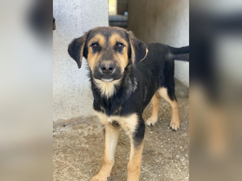 Elphaba, geb. ca. 07/2025, lebt in GRIECHENLAND, im städt. Tierheim Serres