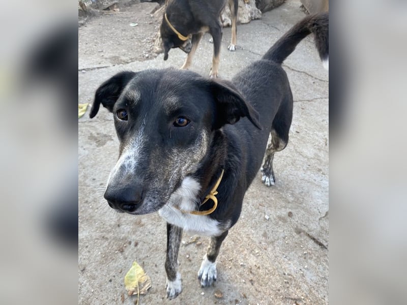 Mareen, geb. 12/2017, lebt in GRIECHENLAND, im städt. Tierheim Serres