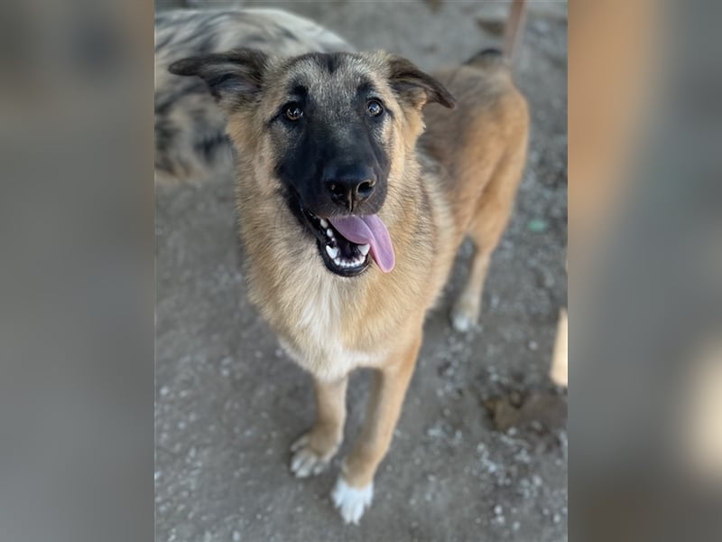 Thumper, geb. ca. 01/2022, lebt in GRIECHENLAND, im städt. Tierheim Serres