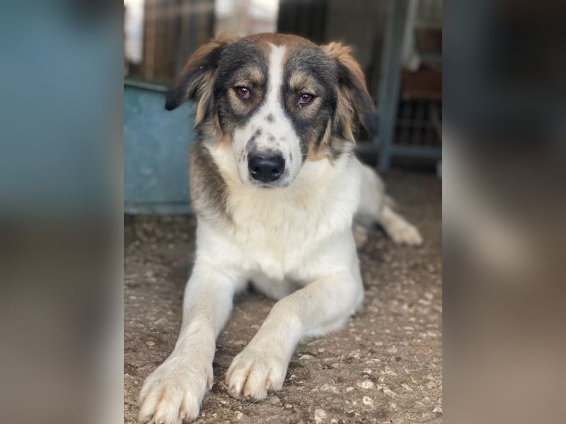 Resi, geb. ca. 10/2024, lebt in GRIECHENLAND, auf einer privaten Pflegestelle