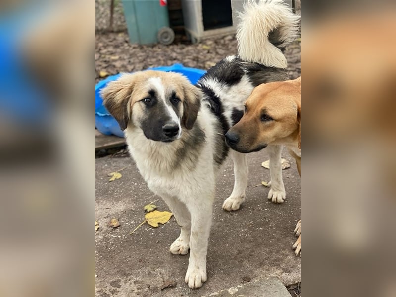 Otys, geb. ca. 03/2022, lebt in GRIECHENLAND, im städt. Tierheim Serres