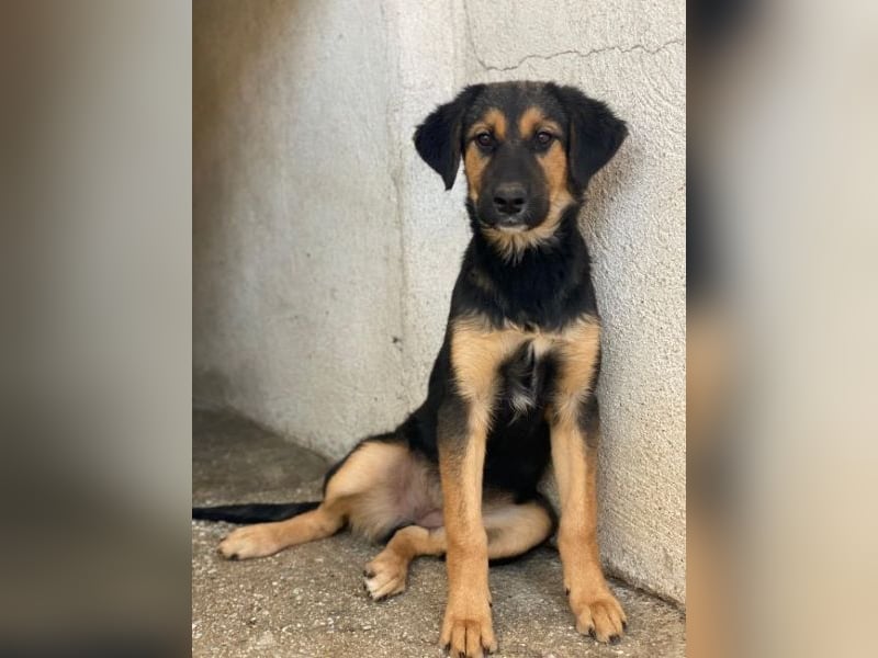 Glinda, geb. ca. 07/2025, lebt in GRIECHENLAND, im städt. Tierheim Serres