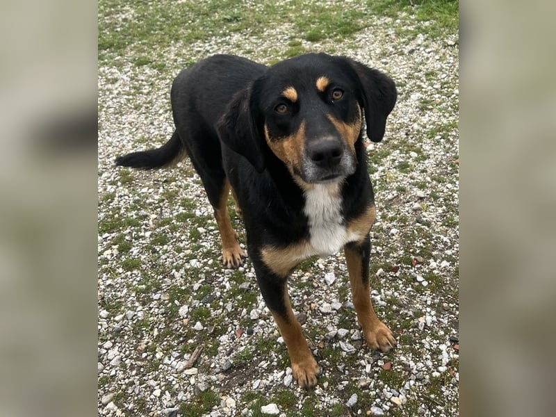 Orelle, geb. ca. 05/2024, lebt in GRIECHENLAND, auf einem Gelände, auf dem die Hunde notdürftig vers