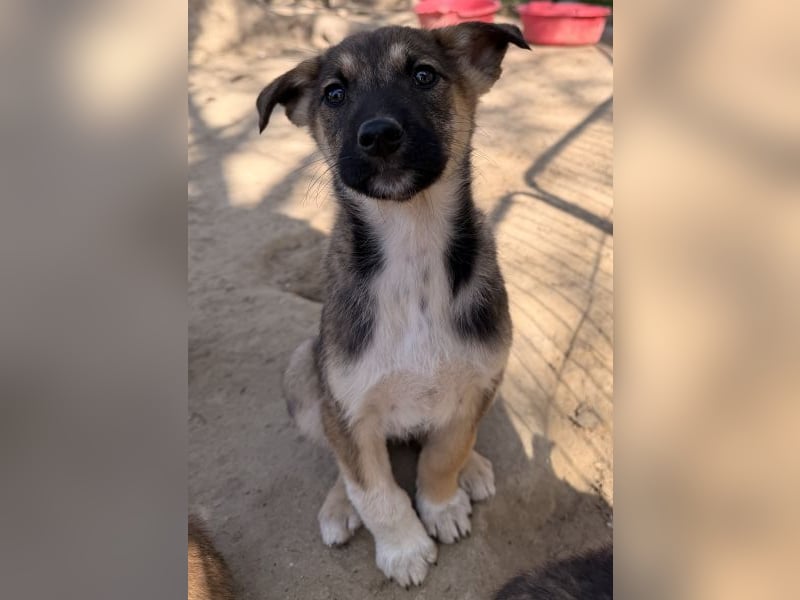 Goudy, geb. ca. 12/25, lebt in GRIECHENLAND, auf einer privaten Pflegestelle