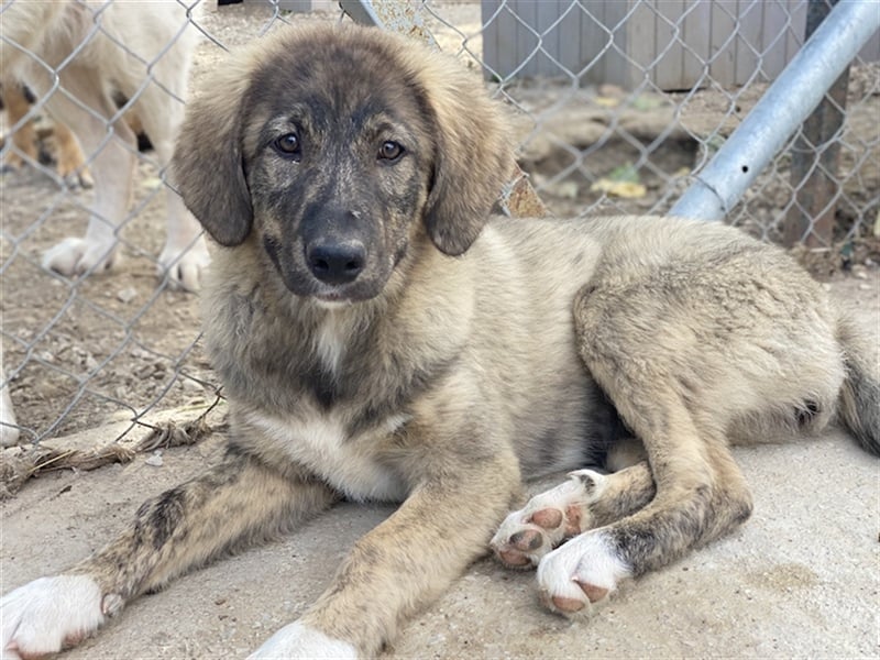 Amelie, geb. ca. 02/2024, lebt in GRIECHENLAND, im städt. Tierheim Serres