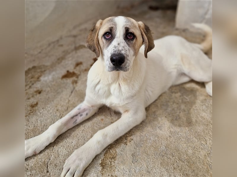 Lou, geb. ca. 11/2022, lebt in GRIECHENLAND, im städt. Tierheim Serres