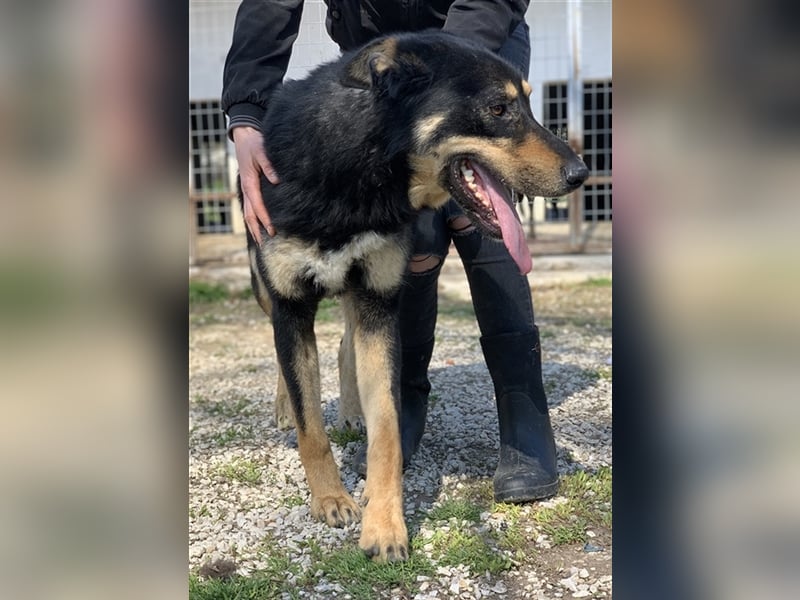 Niles, geb. ca. 05/2019, lebt in GRIECHENLAND, im städt. Tierheim Serres