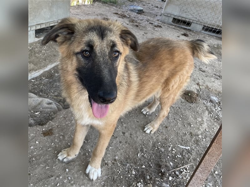 Thumper, geb. ca. 01/2022, lebt in GRIECHENLAND, im städt. Tierheim Serres