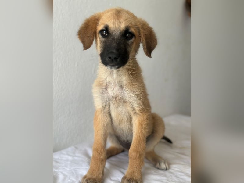 Cindy, geb. ca. 03/2026, lebt in GRIECHENLAND, im städt. Tierheim Serres