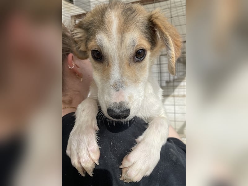 Fichte, geb. ca. 07/2023, lebt in GRIECHENLAND, im städt. Tierheim Serres