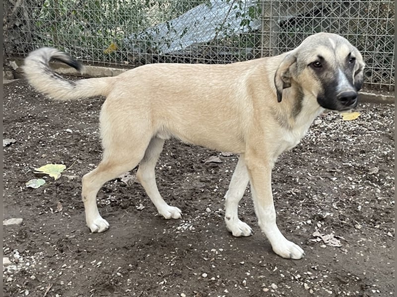 Peterchen, geb. ca. 03/2023, lebt in GRIECHENLAND, im städt. Tierheim Serres