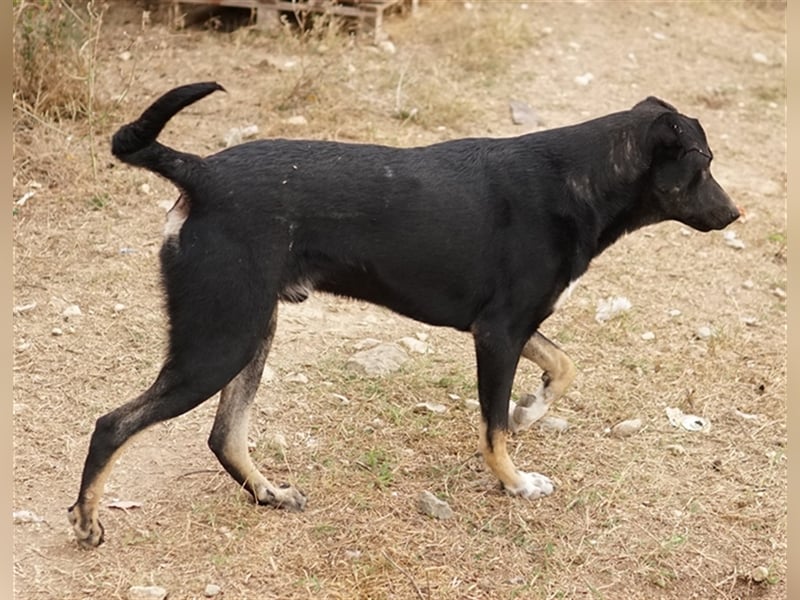 Jeppe, geb. ca. 12/2022, lebt in GRIECHENLAND, im städt. Tierheim Serres