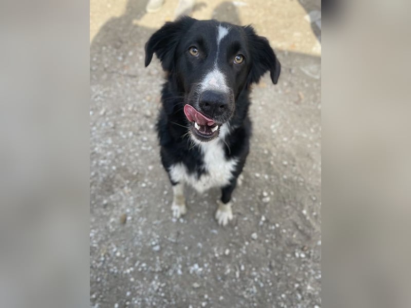 Meredith, geb. ca. 01/2022, lebt in GRIECHENLAND, auf einem Gelände, auf dem die Hunde notdürftig ve