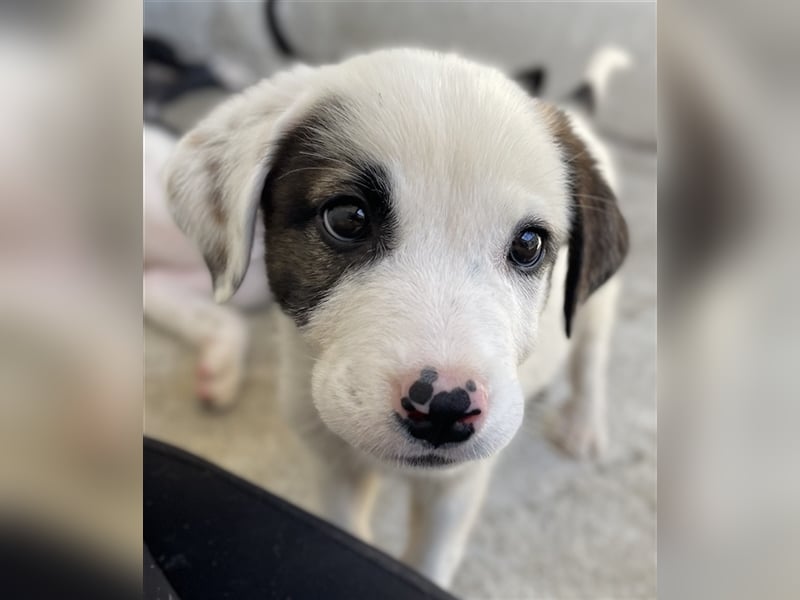 Alain, geb. ca. 06/2023, lebt in GRIECHENLAND, im städt. Tierheim Serres