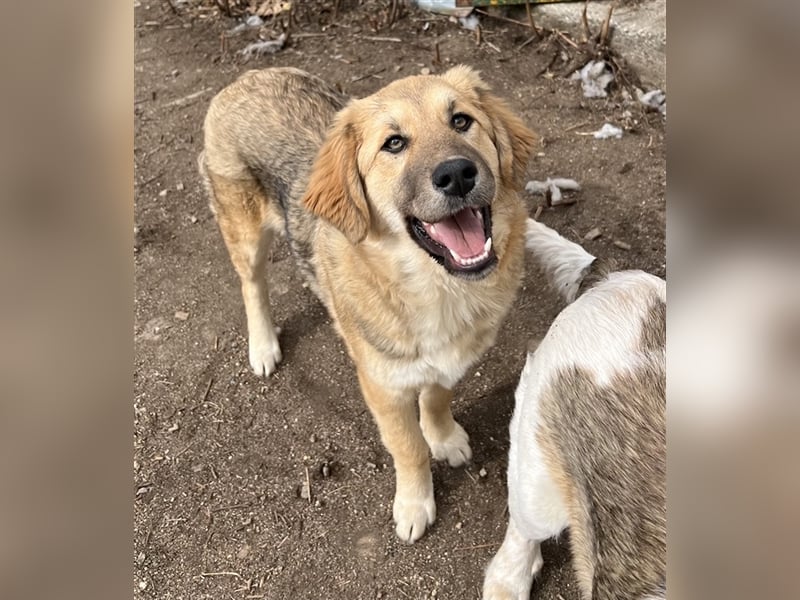 Luana, geb. ca. 10/2023, lebt in GRIECHENLAND, auf einem Gelände, auf dem die Hunde notdürftig verso