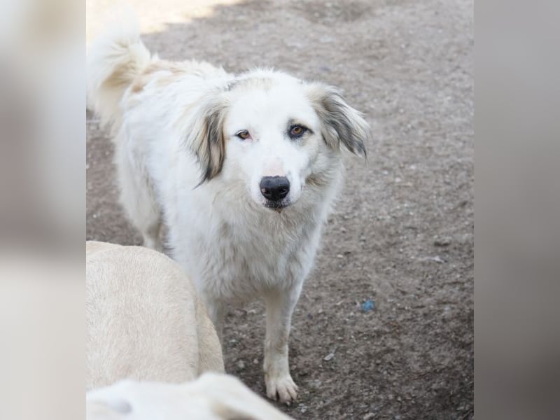Eika, geb. ca. 02/2023, lebt in GRIECHENLAND, im städt. Tierheim Serres