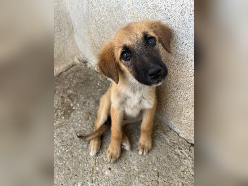 Cindy, geb. ca. 03/2026, lebt in GRIECHENLAND, im städt. Tierheim Serres