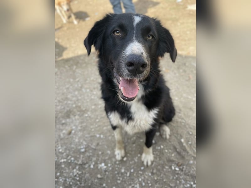 Meredith, geb. ca. 01/2022, lebt in GRIECHENLAND, auf einem Gelände, auf dem die Hunde notdürftig ve