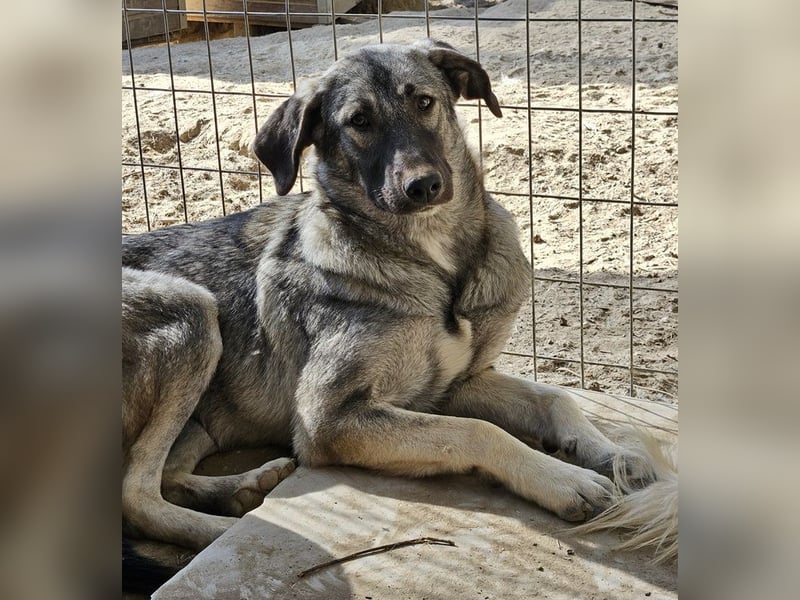 Nina Chuba, geb. ca. 02/2024, lebt in GRIECHENLAND, im städt. Tierheim Serres