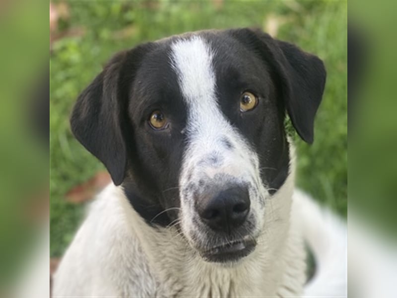 Penny, geb. ca. 05/2023, lebt in GRIECHENLAND, im städt. Tierheim Serres