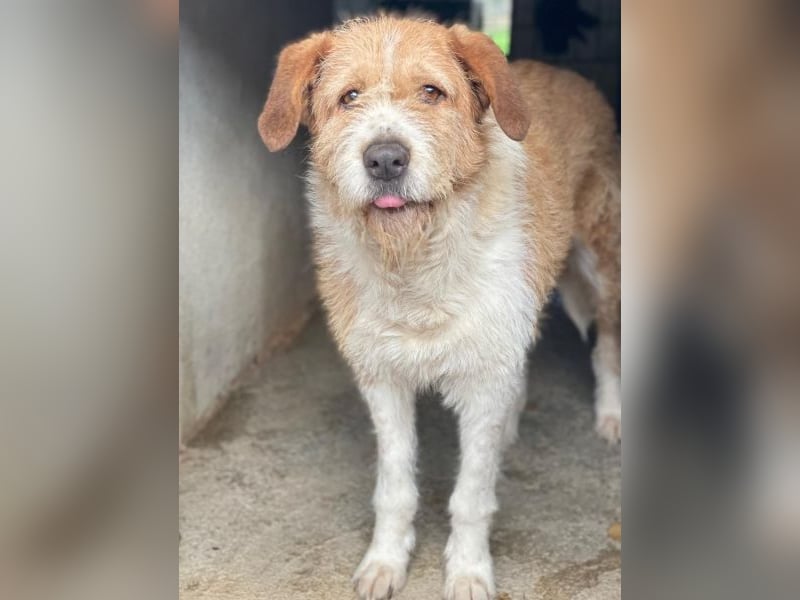 Yvaine, geb. ca. 05/2024, lebt in GRIECHENLAND, im städt. Tierheim Serres