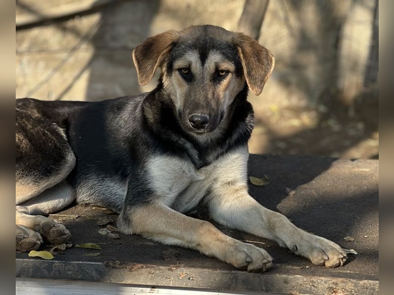 Chita, geb. ca. 05/2024, lebt in GRIECHENLAND, im städt. Tierheim Serres