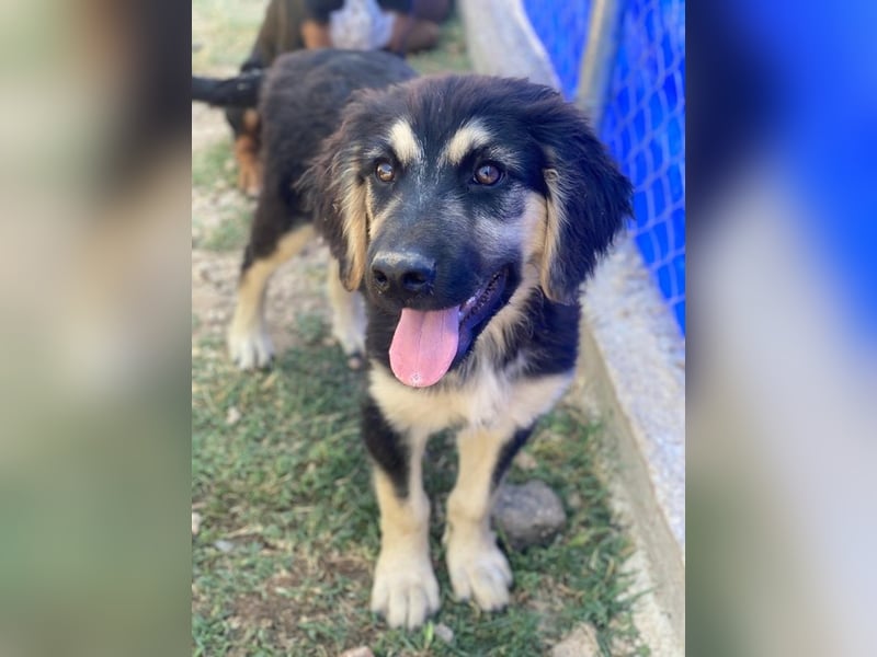 Quana, geb. ca. 02/2025, lebt in GRIECHENLAND, auf einer privaten Pflegestelle