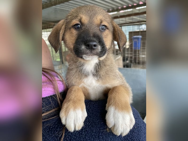 Mucki, geb. ca. 11/2025, lebt in GRIECHENLAND, auf einer privaten Pflegestelle