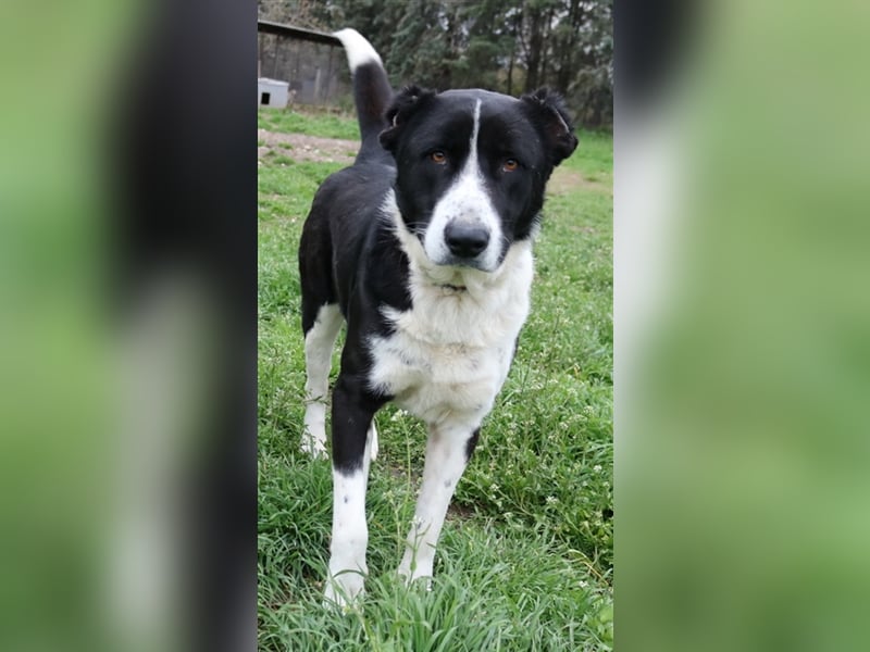 Eddy, geb. ca. 01/2018, lebt in GRIECHENLAND, im städt. Tierheim Serres