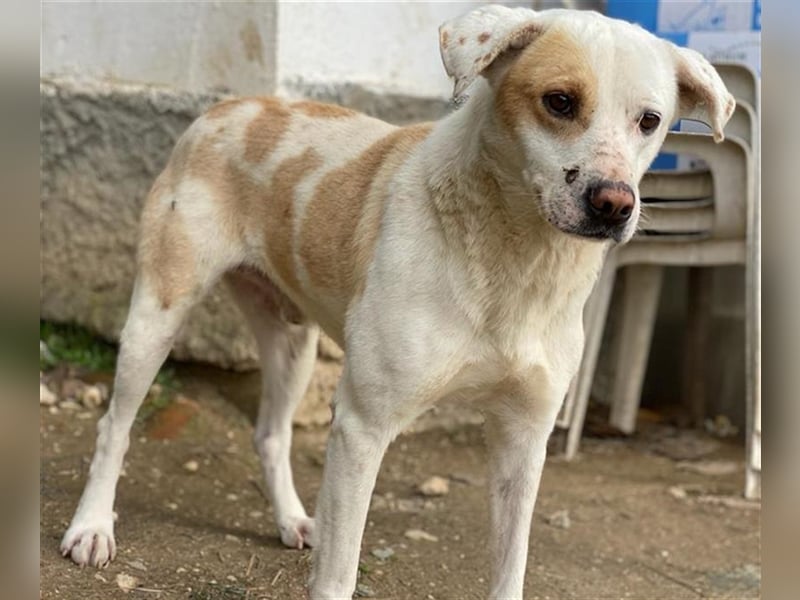 Lono, geb. ca. 06/2020, lebt in GRIECHENLAND, auf einer privaten Pflegestelle
